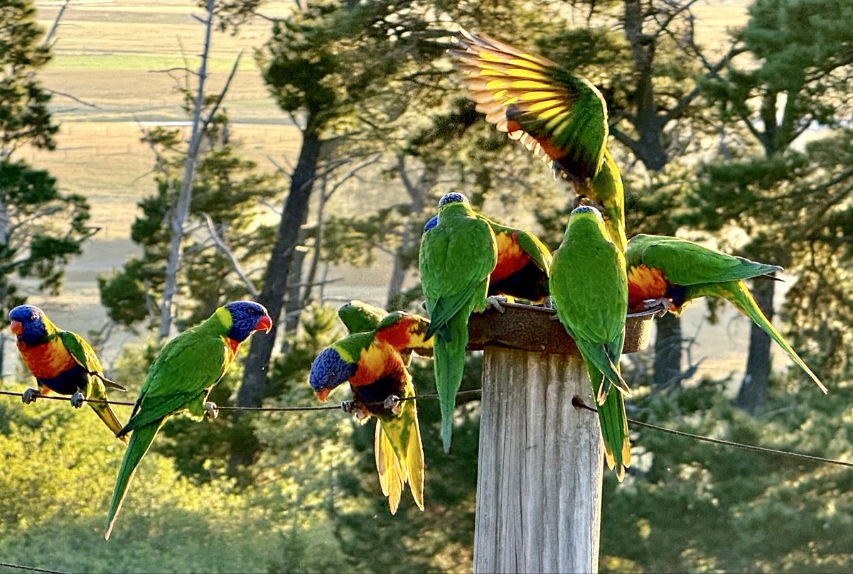 Greg Pitt tweet media