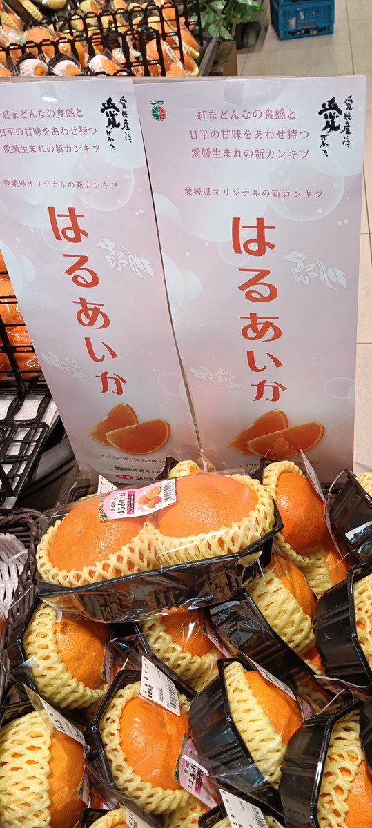 ラスト！きたー‼️超高級柑橘プリンセスをボリューム約10kで6980円‼️23 みかんGP2026最高金賞】愛果48号【新品種】甘平×まどんな【紅