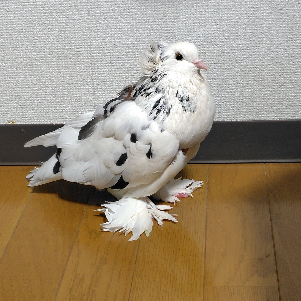 動植物ちゃん tweet media