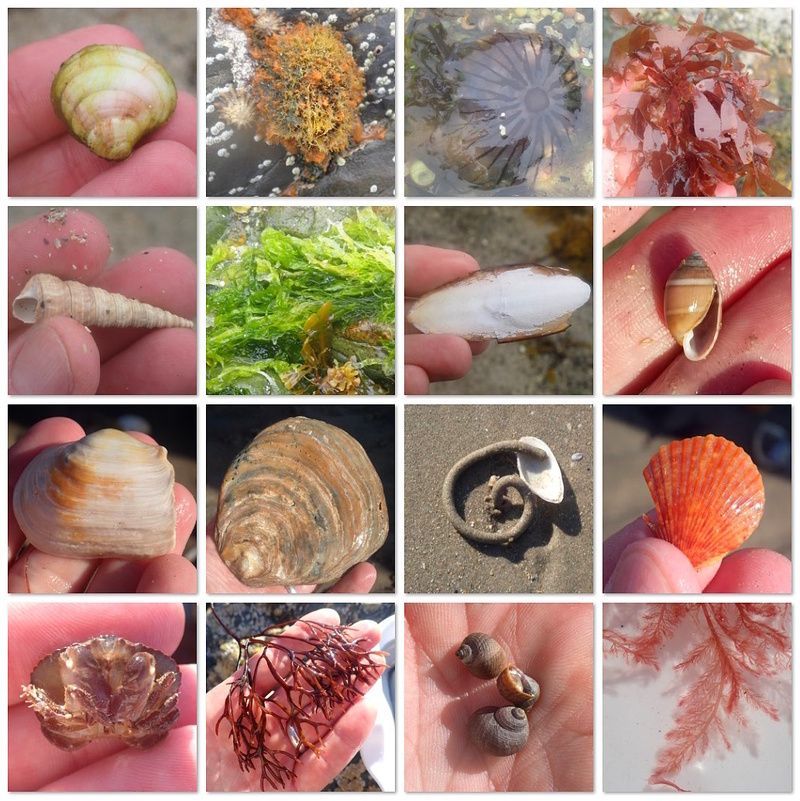 Biodiversity Ireland tweet media