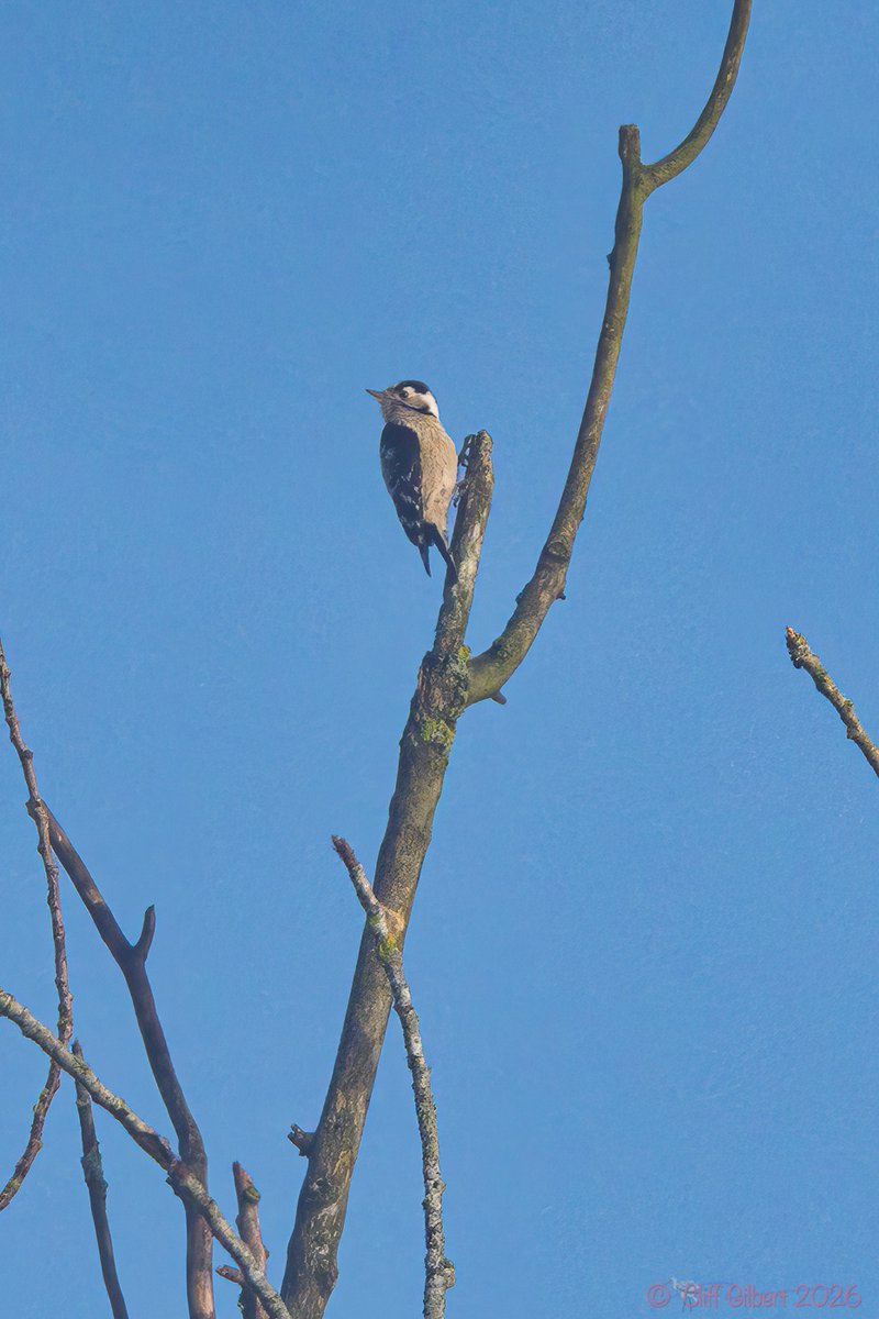 Cliff Gilbert tweet media