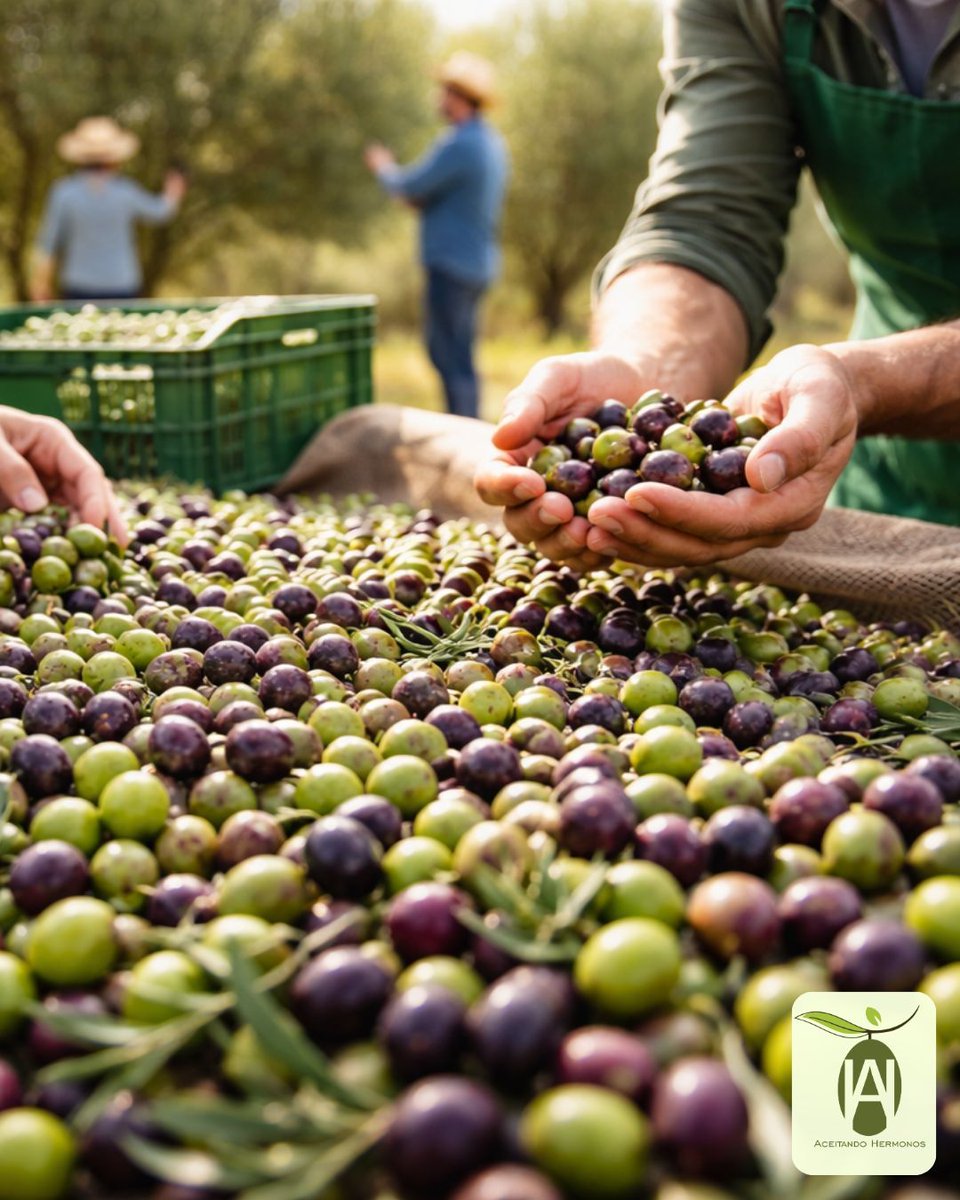 aceitando_'s tweet photo. 🫒🌿 Un gran AOVE empieza con una gran aceituna.

Seleccionamos frutos sanos, en su punto óptimo y recolectados con cuidado para preservar aroma, sabor y propiedades.

La calidad nace en el origen y se nota en cada gota. ✨

#AOVE #AceitandoHermonos https://t.co/ZHAA3RTyoj