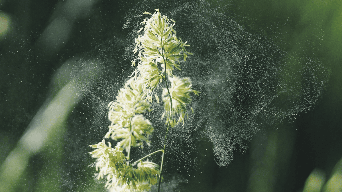 🌾🎒 #Allergie : le #pollen pourrait faire baisser la réussite scolaire sans que les élèves ne s'en rendent compte

ow.ly/zWQ350Ypumo