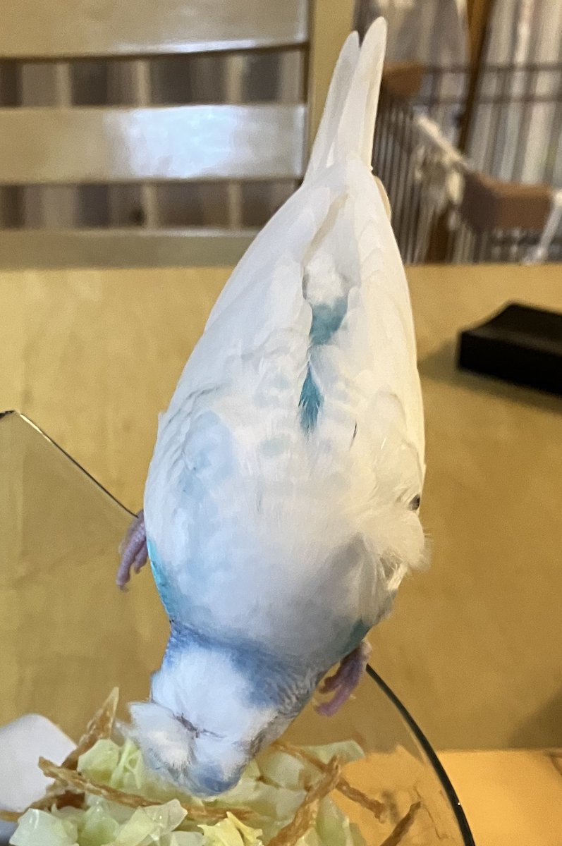 aaw1670's tweet photo. 【#拡散希望】　#インコ迷子　#インコ保護
26年3月5日木曜日　午前7時半頃
埼玉県所沢市金山町付近の自宅から、梵天羽衣セキセイインコを逃してしまいました。
　
[主な特徴]
・羽衣はほとんど無く、梵天は立派

見かけた方、保護してくださっている方がいましたら、ご一報いただけますと幸いです。 https://t.co/JsB8opPiP2