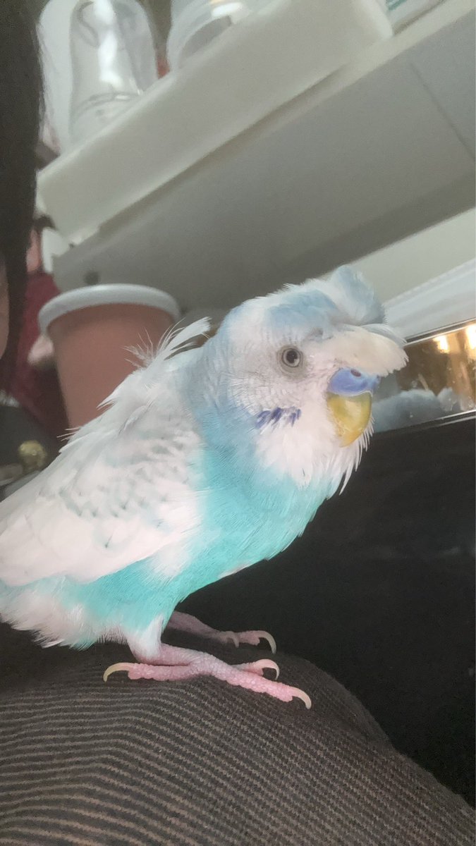 aaw1670's tweet photo. 【#拡散希望】　#インコ迷子　#インコ保護
26年3月5日木曜日　午前7時半頃
埼玉県所沢市金山町付近の自宅から、梵天羽衣セキセイインコを逃してしまいました。
　
[主な特徴]
・羽衣はほとんど無く、梵天は立派

見かけた方、保護してくださっている方がいましたら、ご一報いただけますと幸いです。 https://t.co/JsB8opPiP2