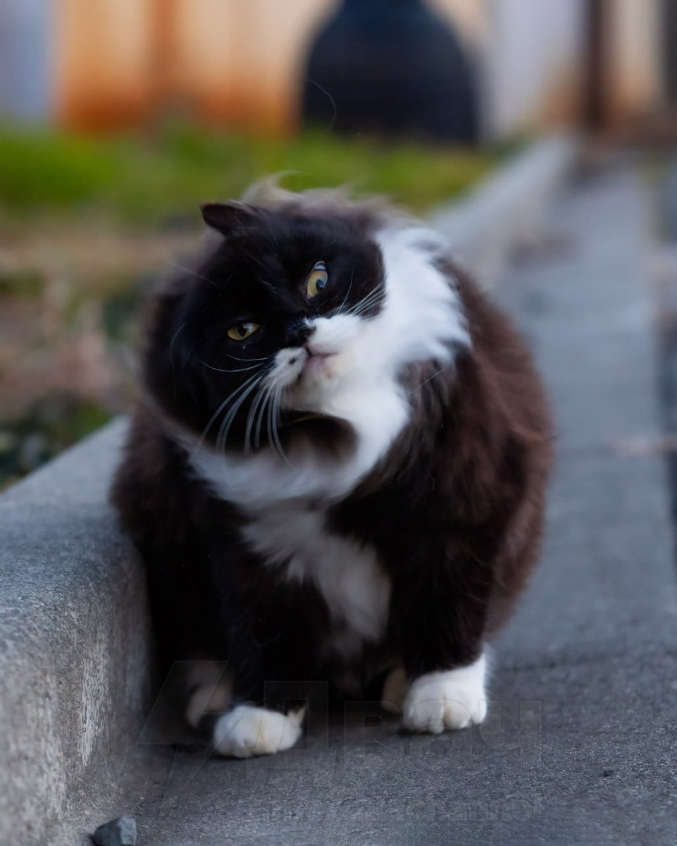 Necro Mancer tweet media