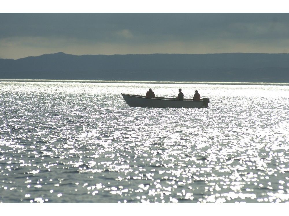 The Telegram tweet media