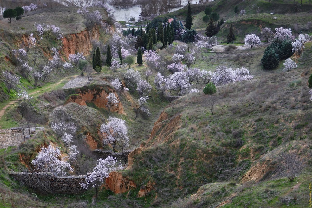 LorenzoGarciaCe's tweet image. Almendros en flor en la vega del Duero a su paso por Toro, Zamora, España. Marzo de 2026. También por estas frías tierras se abre paso la primavera.

#garcellor #almendrosenflor #coloresdeprimavera #toro #rioduero #duero #zamora #castillayleon