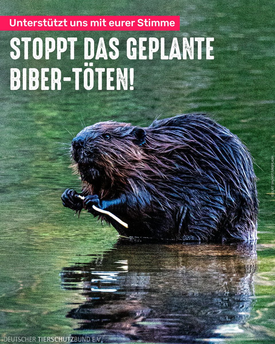 Tierschutzbund tweet media