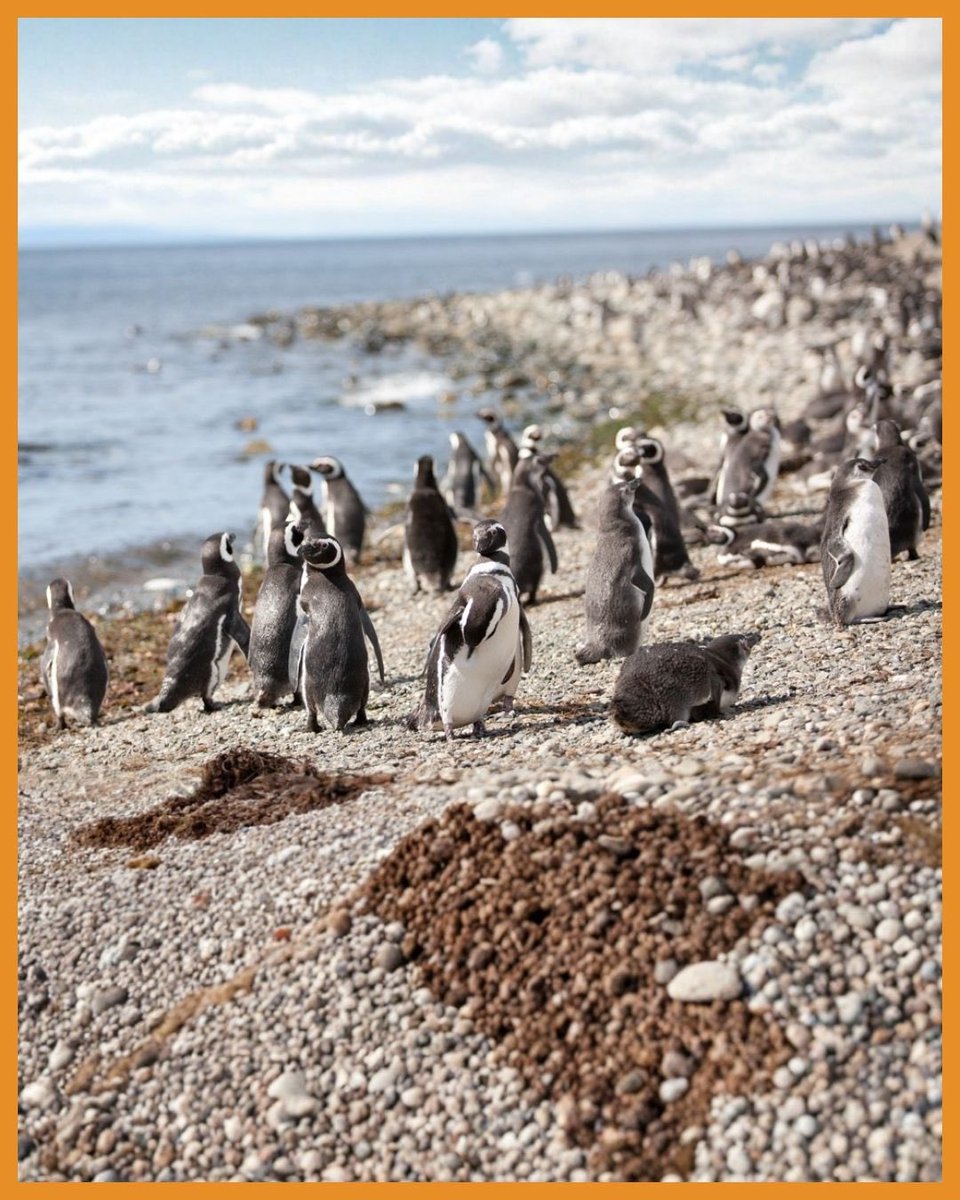 GlobalComment tweet media