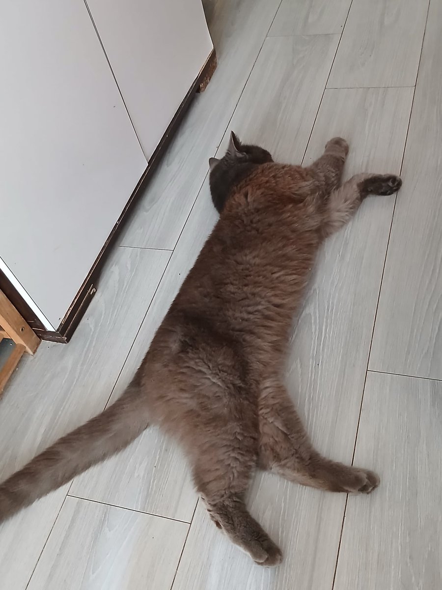 Kedinin ailesi çıkmadı aşırı zorlanıyorum 7 hayvanla. Bütün odaların kapısının kilitlemek zorunda kalıyorum. Lütfen geçici kalıcı yuva lazım çok acil. Kendim seve seve beslemek isterdim ama büyüklerle bir araya getirip risk alamam. Lütfen el birliği ile güzel bir yuva bulalım