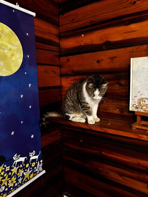アトリエに桜耳のねこちゃんが遊びに来て、そのまま寝ちゃいました