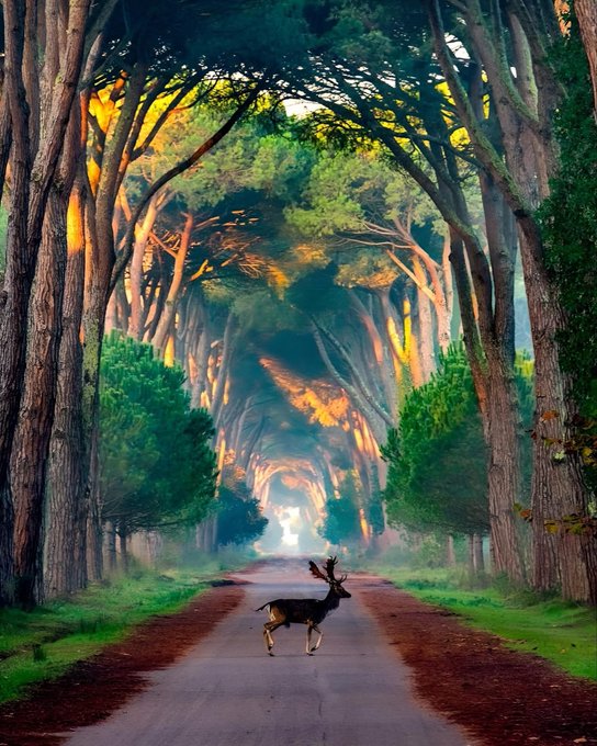 bella03046598's tweet photo. Tuscany, Italy 🇮🇹 https://t.co/5Bl93grGZi
