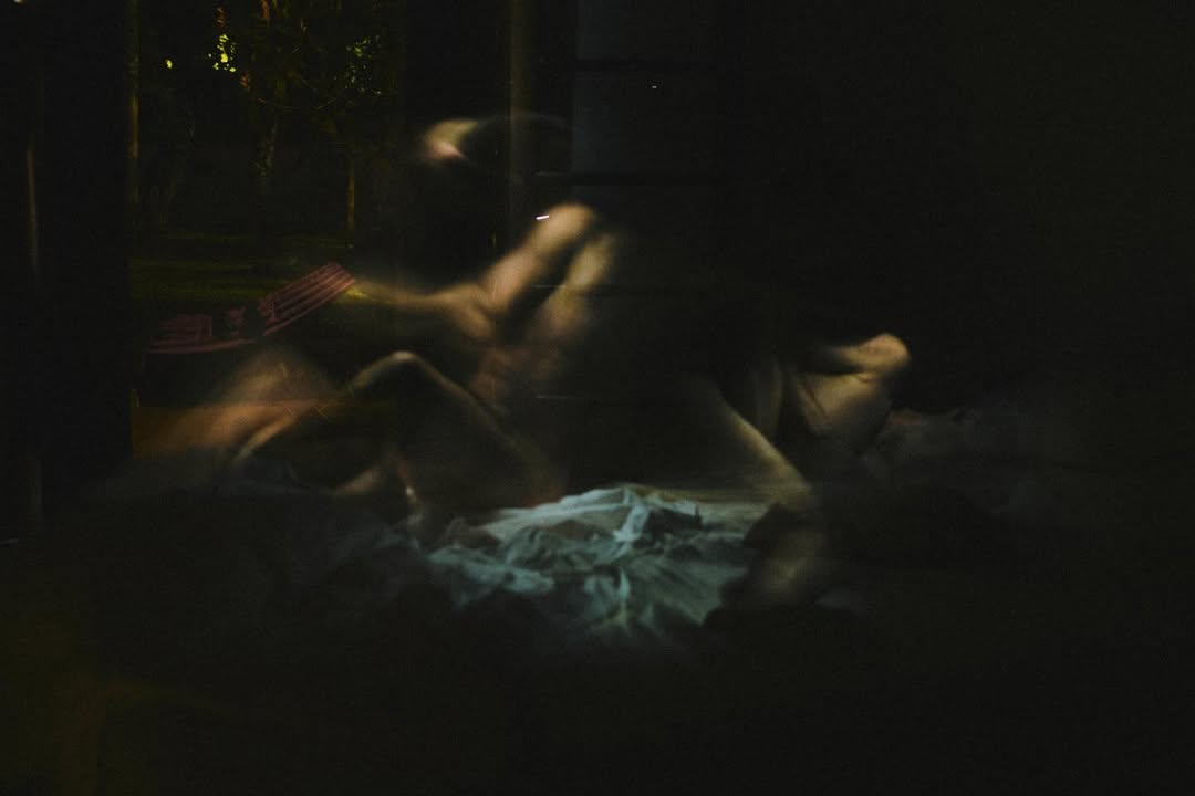 crowned dogs tweet media