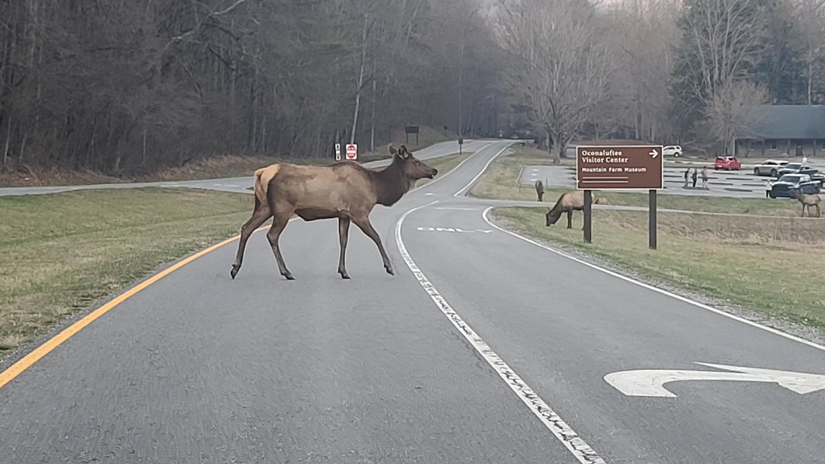 Pleas Proffitt tweet media