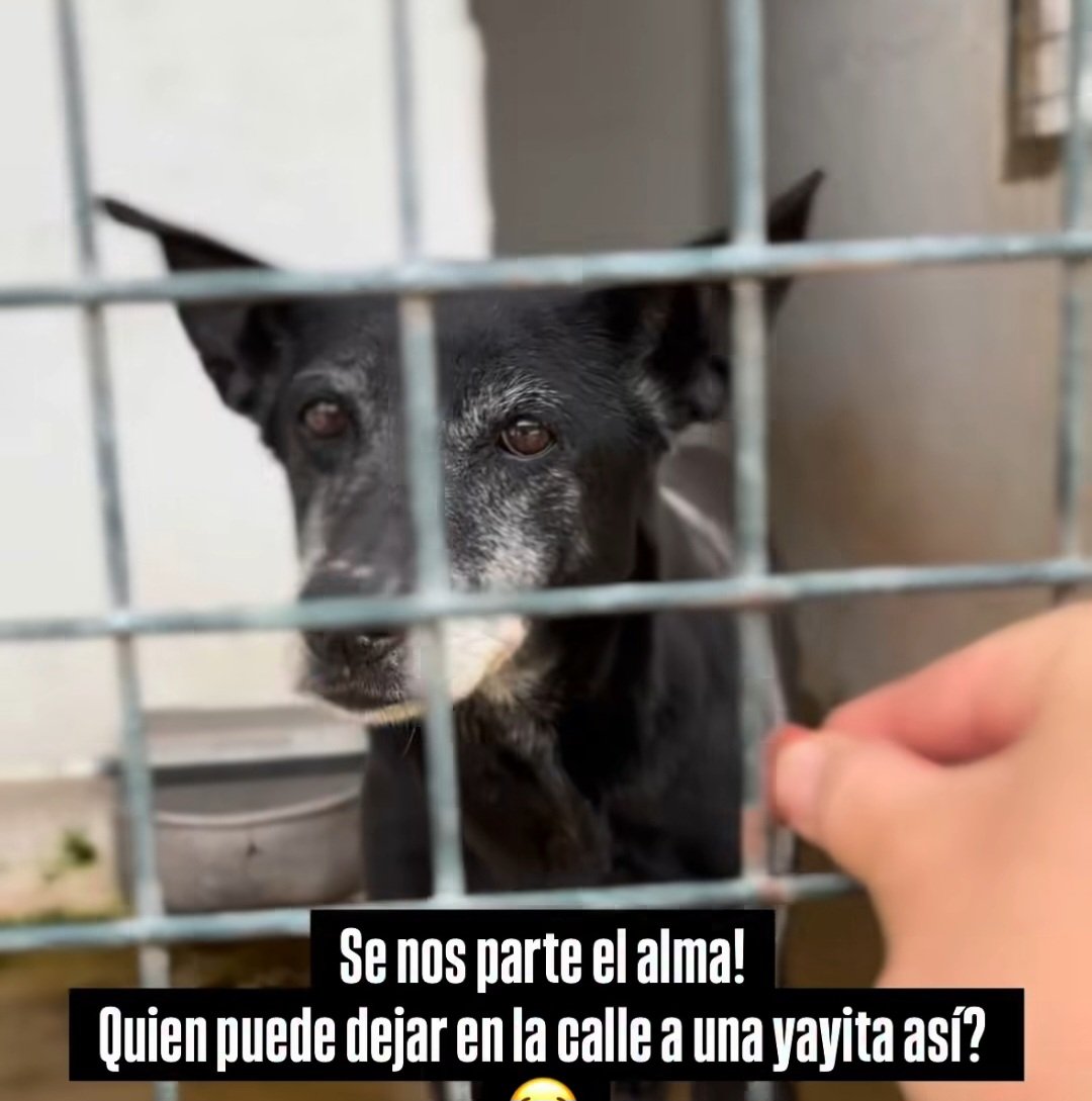 Huelva
Careta de 13años fue encontrada vagando,nadie la ha reclamado
Esta desubicada,triste y apenas come😥
Positivo en filaria y con bultos en las mamas,🆘️🚨Urge acogida o adopcion APIADATE POR FAVOR🙏🙏🏿 y dale un hogar!
Puede 🚗
Contacta 📩 adopcionesperrosquehablan@gmail.com