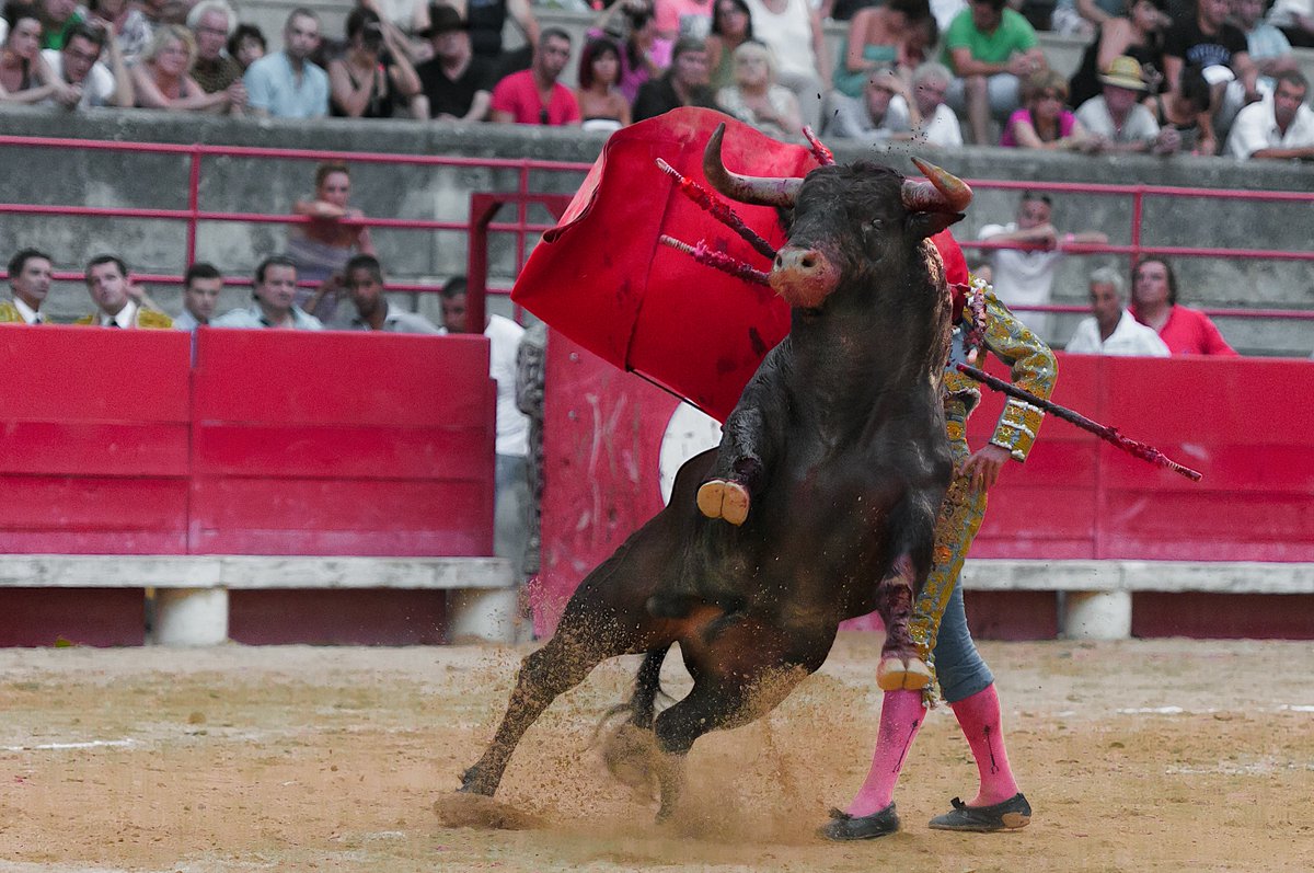Imaginez être pourchassé, transpercé et laissé à l'agonie, juste pour le « spectacle ». C’est la réalité des corridas. Chaque taureau subit souffrance et humiliation avant l’ultime coup. #StopCorrida 😡