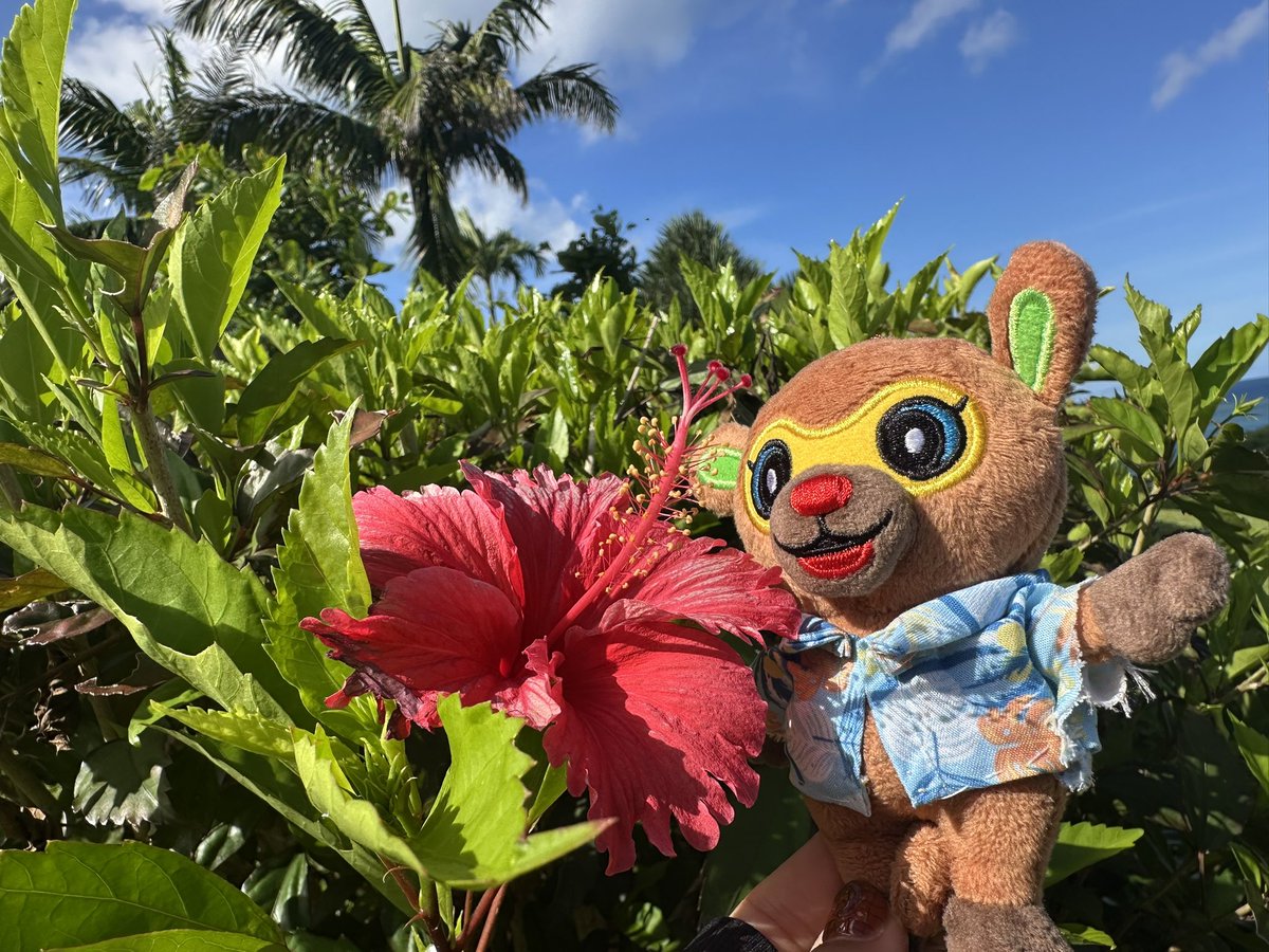 BEGIN_official tweet media