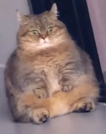 Raiyuden - 雷勇伝 tweet media