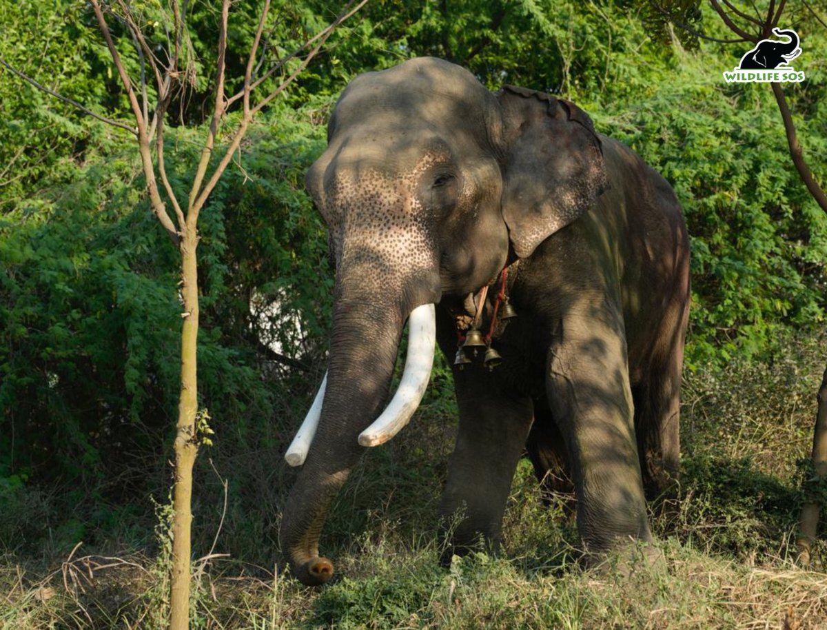 Wildlife SOS tweet media