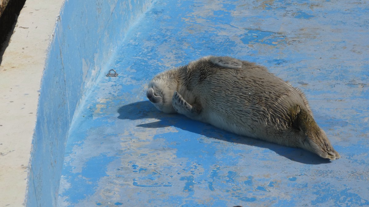 marugoshi054's tweet photo. 2025年生まれのポポちゃんorライくん

#ノシャップ寒流水族館
#ポポライ乱れ撃ち https://t.co/Nc8HNv6oYd