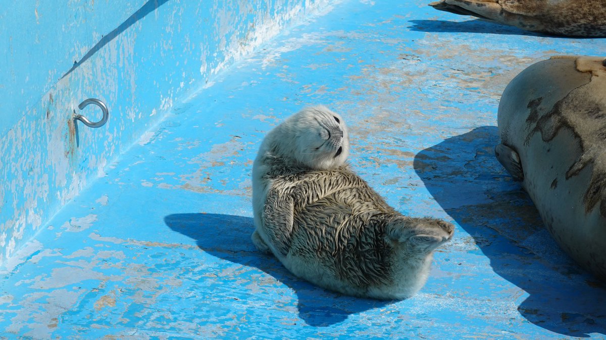 marugoshi054's tweet photo. 2025年生まれのポポちゃんorライくん

#ノシャップ寒流水族館
#ポポライ乱れ撃ち https://t.co/Nc8HNv6oYd