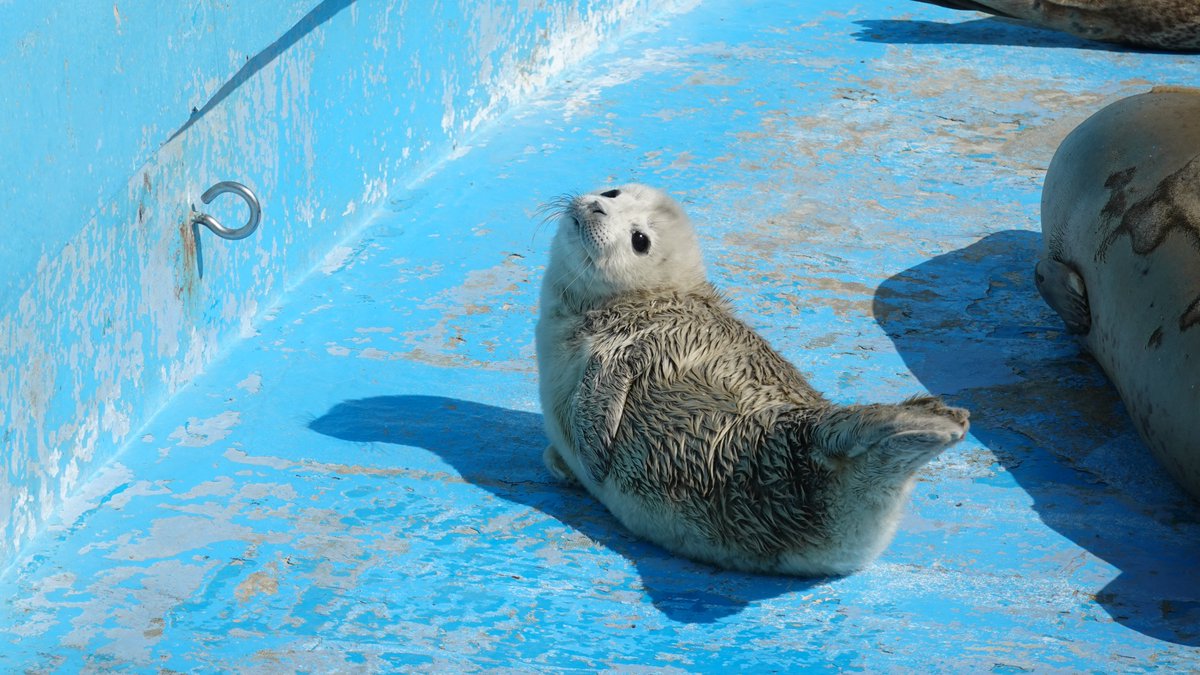 marugoshi054's tweet photo. 2025年生まれのポポちゃんorライくん

#ノシャップ寒流水族館
#ポポライ乱れ撃ち https://t.co/Nc8HNv6oYd