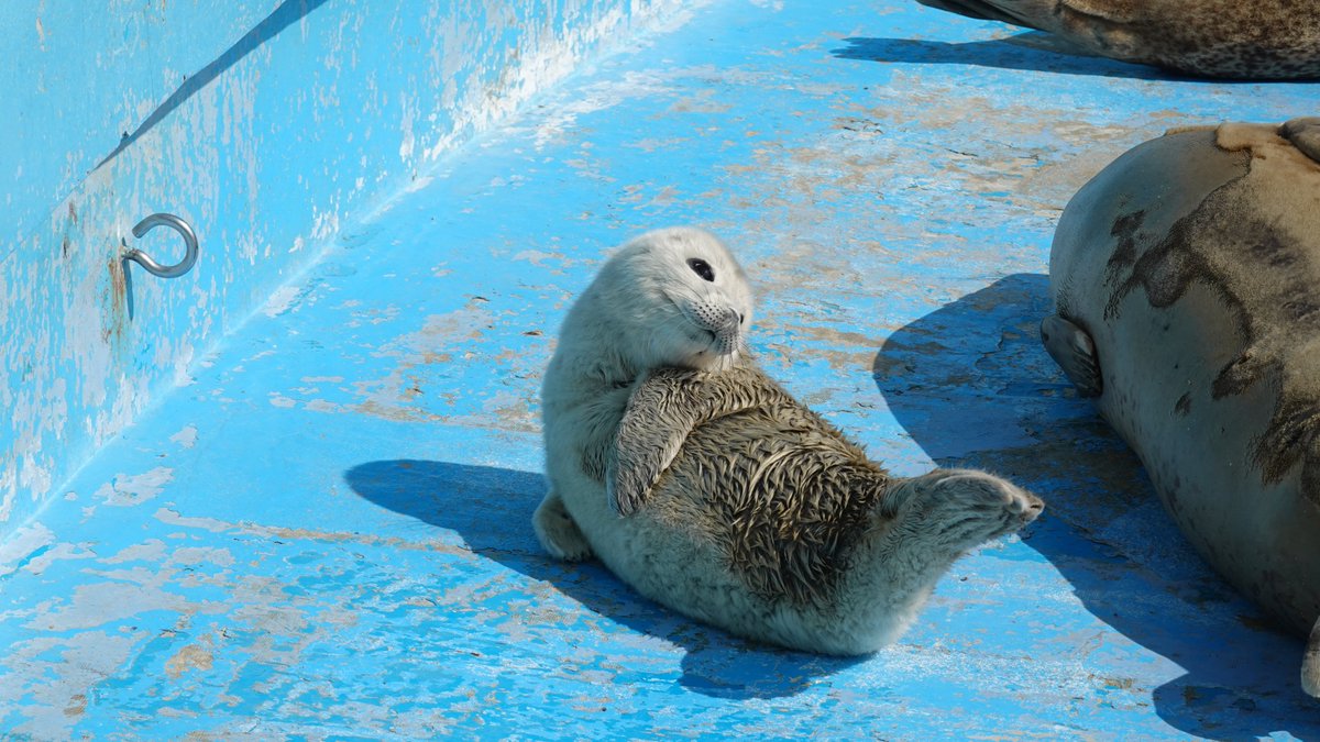 marugoshi054's tweet photo. 2025年生まれのポポちゃんorライくん

#ノシャップ寒流水族館
#ポポライ乱れ撃ち https://t.co/Nc8HNv6oYd