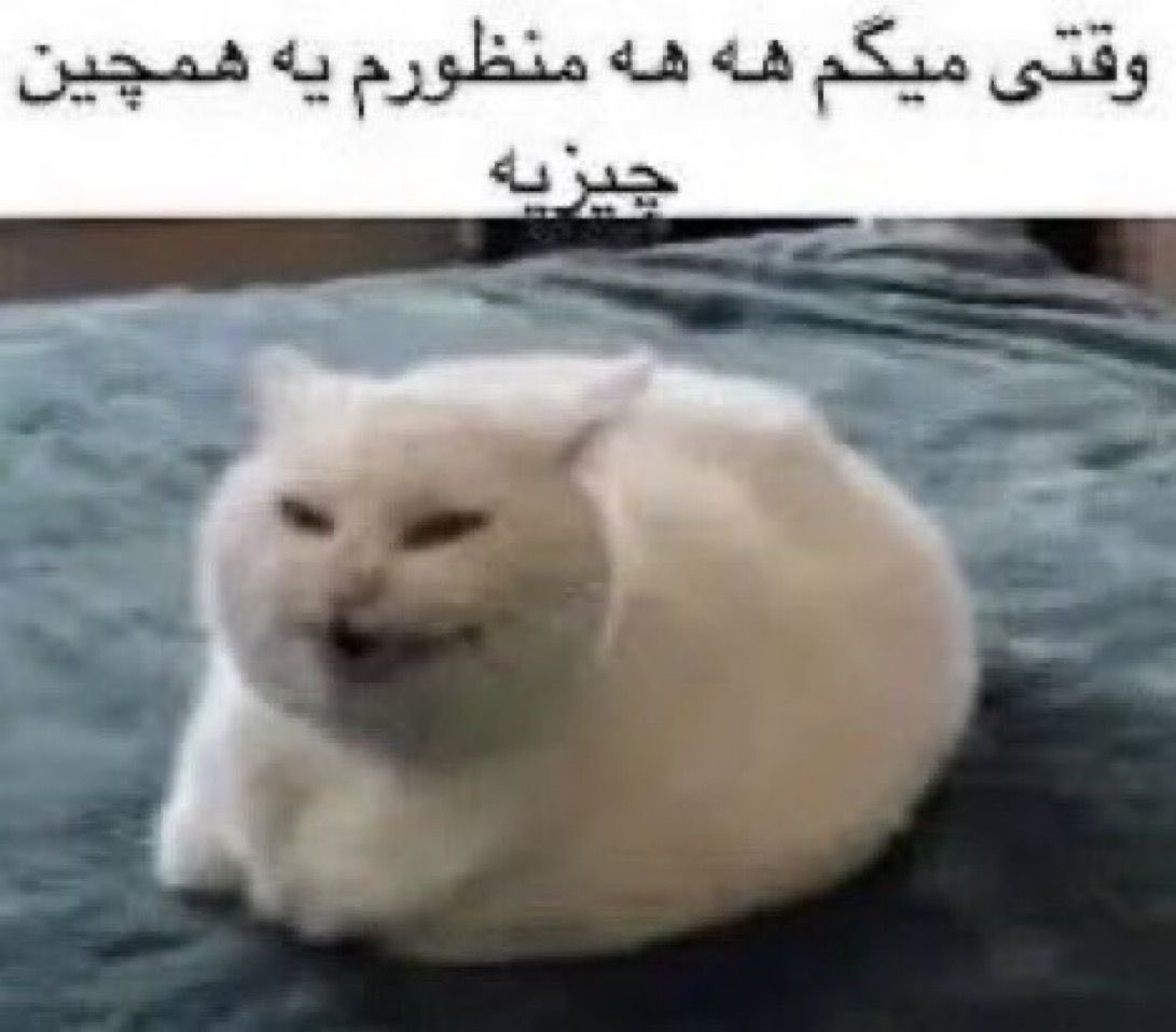 بَدِر tweet media