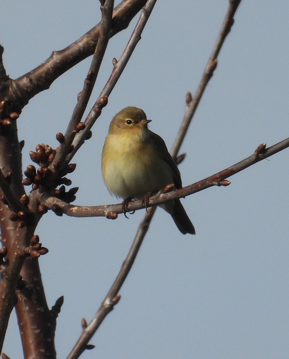 Mark32729033's tweet photo. Another bright sunny morning in north Wales today. Stopped off at a few spots and got a half decent snap at each 📸. Good to hear and see so many birds again👌 #springisnear https://t.co/AofrikIzrr