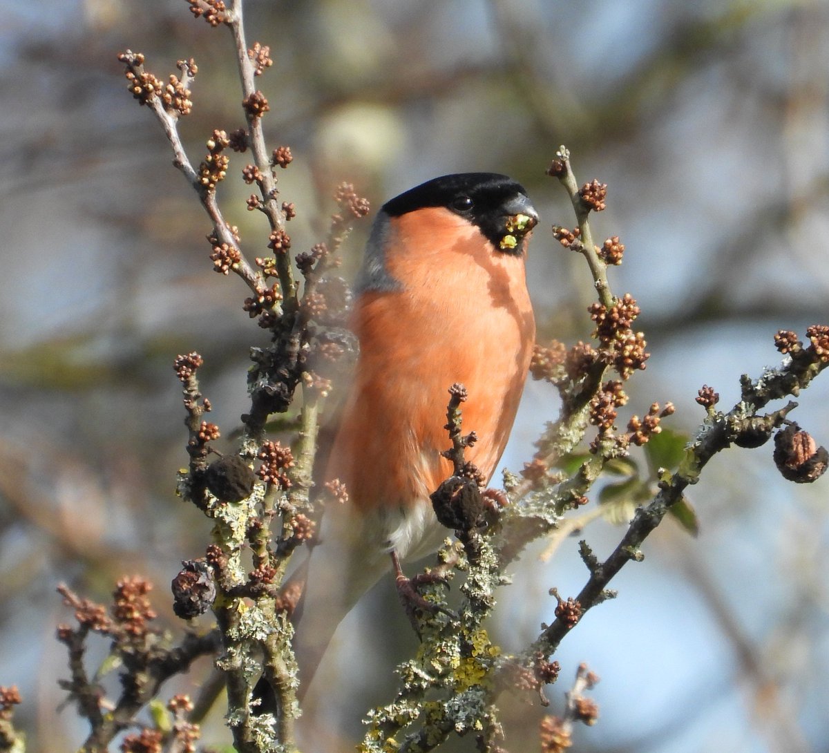 Mark32729033's tweet photo. Another bright sunny morning in north Wales today. Stopped off at a few spots and got a half decent snap at each 📸. Good to hear and see so many birds again👌 #springisnear https://t.co/AofrikIzrr