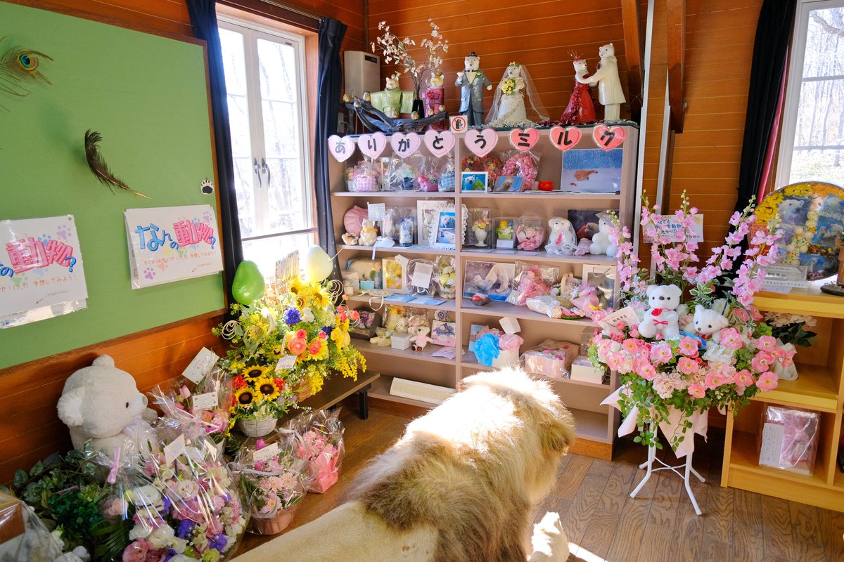 kosaru323's tweet image. 3月1日は🐻‍❄️ミルクの命日…💐が届けられていました。
#ミルク は本当に愛らしく可愛かったね。。様々な思いがあると思います。私はブログを信条にしていました。なかなか綴ることはできず、でも園を応援し続ける為に、このXを発信することを選びました。あれから3年か…🙏🌈
2026.3.1
#釧路市動物園