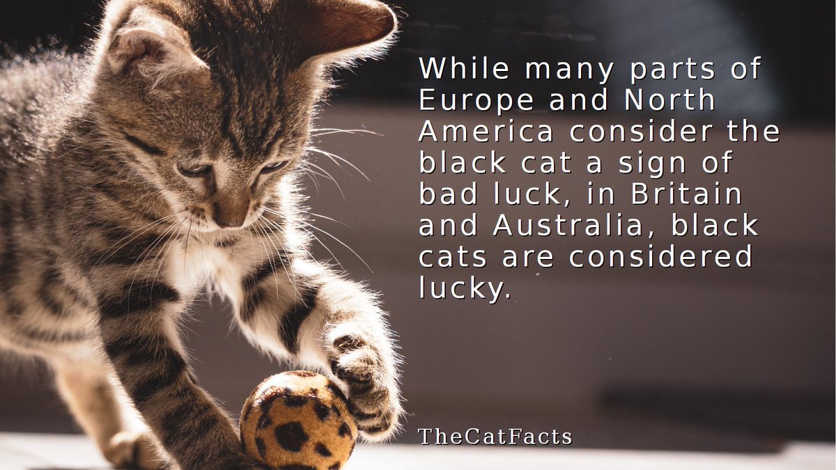 TheCatsFact's tweet photo. Black cats: bad luck in much of Europe and North America, but lucky charms in Britain and Australia. Which belief do you follow? #BlackCats #GoodLuck https://t.co/yIviZUBuHm