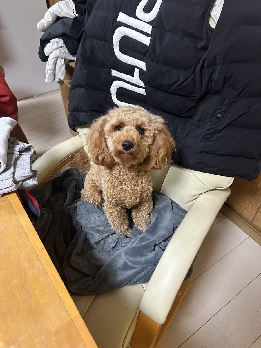 ARICHAAAAAAMU's tweet photo. うちの実家のイッヌ、酔っ払ったおとんに勝手にカットされててなんとも言えない顔になってたWWW https://t.co/A2y49GZH6t