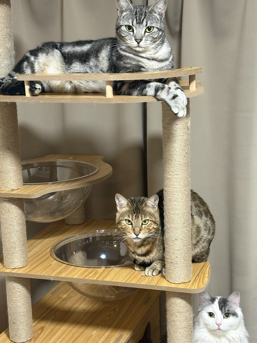 C・砂子澤 武尊・R tweet media