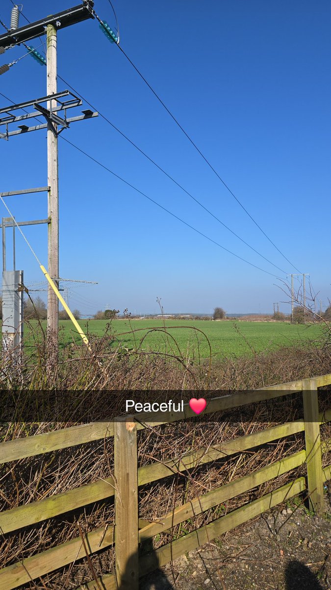 The Elusive Wolf tweet media