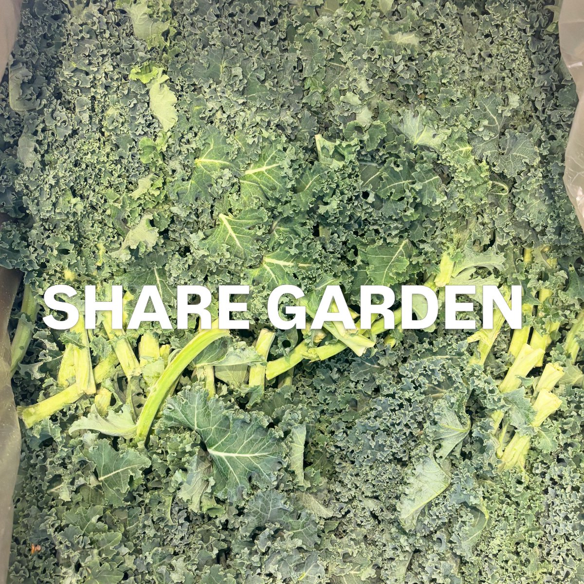 shiboriyasan's tweet photo. SHARE GARDENさんから
ケールが届きました🥬
ケールは
コールドプレ��
スムージー
サラダに使用しています🥬
ケールは100gあたり
約3.7gの食物繊維を含み
レタスの約3.3倍
キャベツの約2倍以上と
非常に豊富✨
#食物繊維
#腸内環境
#fibermaxing
#ケール
#本郷三丁目 https://t.co/LSsuSsHPus