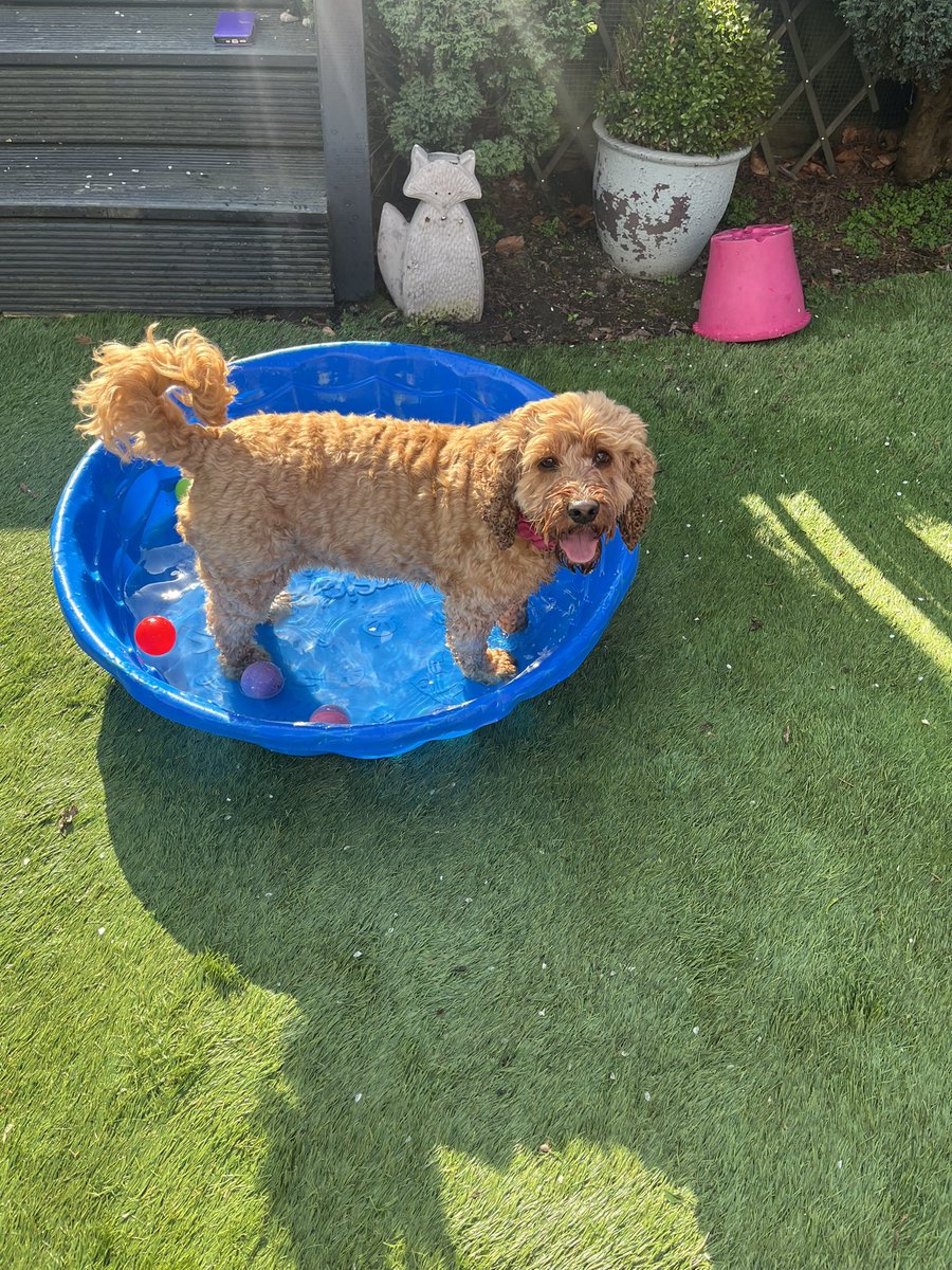 Lisa F 🐾❤️ tweet media