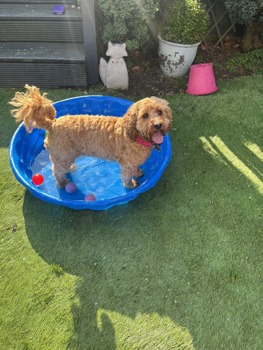 Lisa F 🐾❤️ tweet media