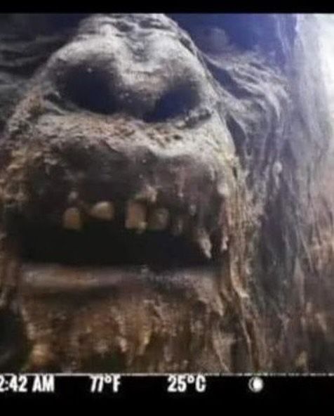 UFO mania tweet media