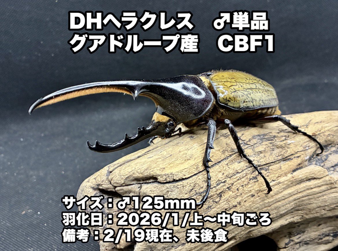 0140mm's tweet photo. 今出品中の個体です！
BASEショップにて販売しております🫡

https://t.co/I9beXSWNSs https://t.co/M4iKRJiGu0