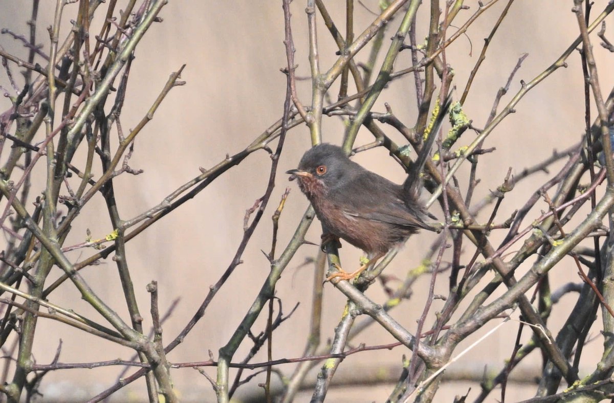 Mark Andrews tweet media