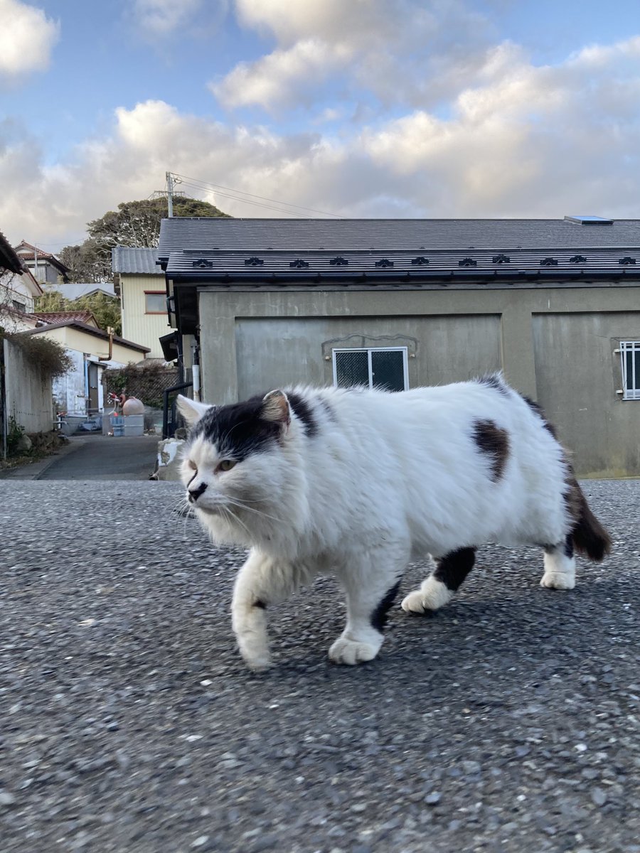 今夕の #仁斗田地区 #ポンプ置場 20号、ハル、二代目ちゃめこ、鳴いて