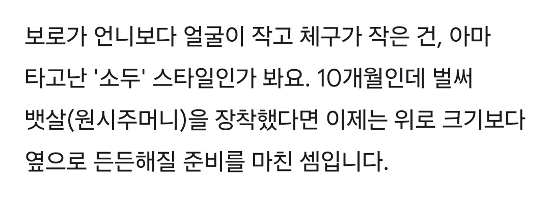 맹고🍩 링고🍎 보로 🍪 tweet media