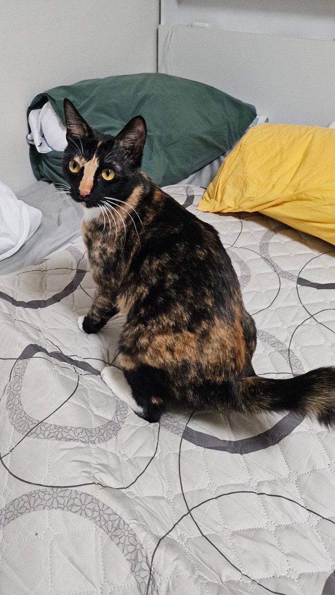 맹고🍩 링고🍎 보로 🍪 tweet media