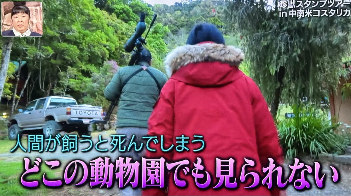 ancient_truck86's tweet image. イッテQ観てても、目が行っちゃうよねw
100系かな？
コスタリカみたいな未舗装路が多くて自然豊かな国には、相性抜群じゃないだろうか🛻

#toyotapickup #hilux