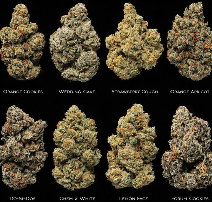 Artek Swaróg🌿💨🇵🇱 tweet media