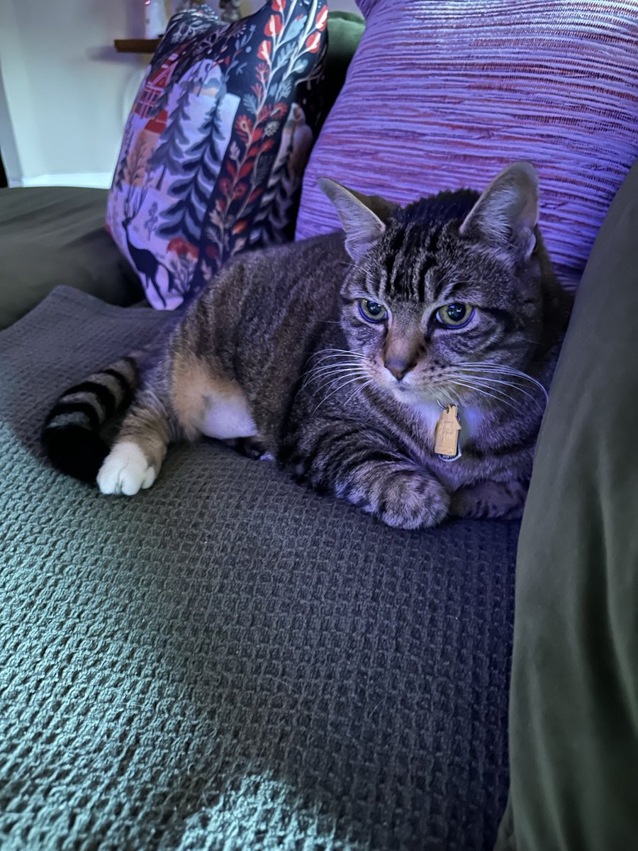 Steph D. 💜🥢 tweet media