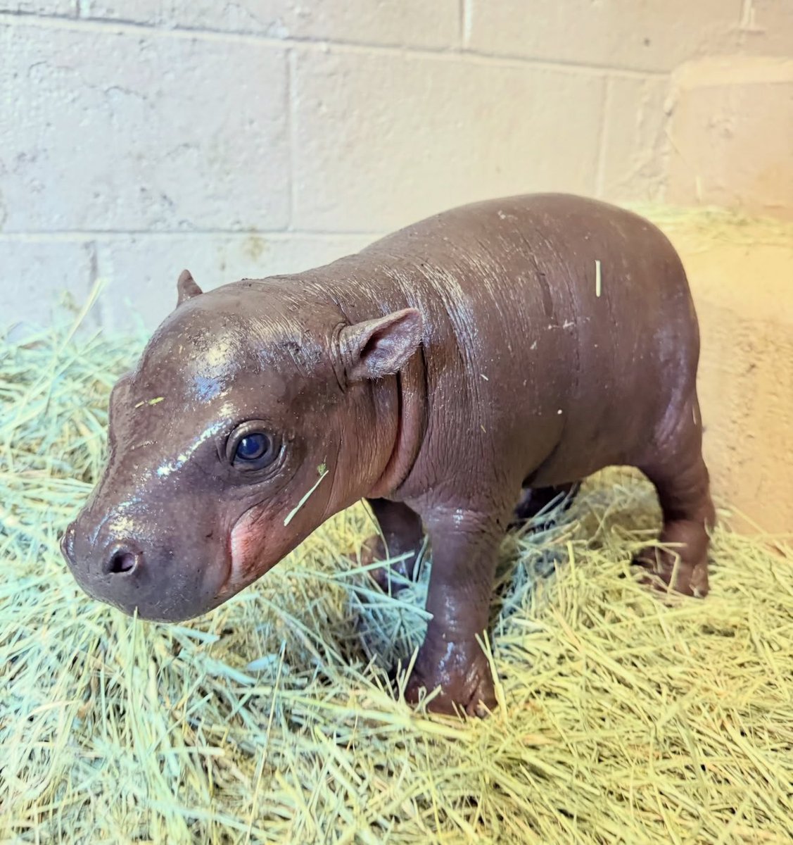 If I compare $MOODENG and $Jellybean, I would choose $jellybean as the cutest one, fr.

Ca:. 412zDygnwP9DzitnQVgRKUFFTDmrYScFch6P2k39pump