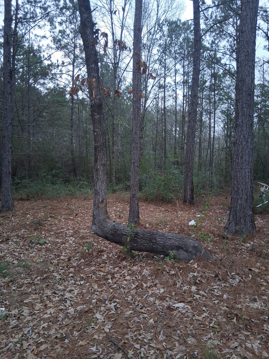I just bought a piece of property last week.check our this tree.its going to be right in my front yard.its the little things,right?